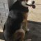 Sheba